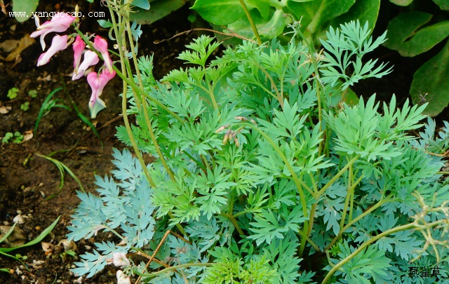 爱慕粉色荷包牡丹