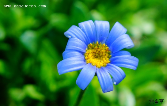 蓝雏菊