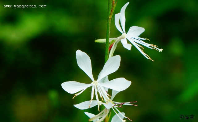 烟花白色山桃草