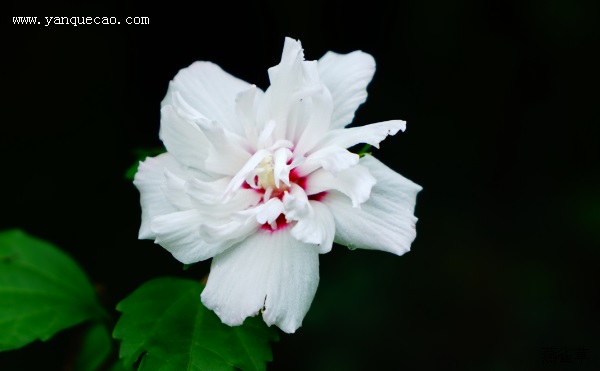 白花重瓣木槿