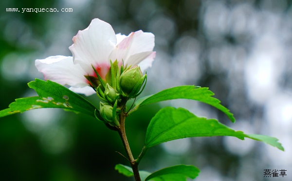 白花重瓣木槿