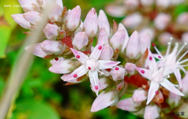 塔花瓦松 塔花瓦松