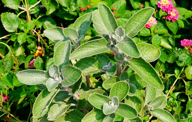 银冠香茶菜 银冠香茶菜