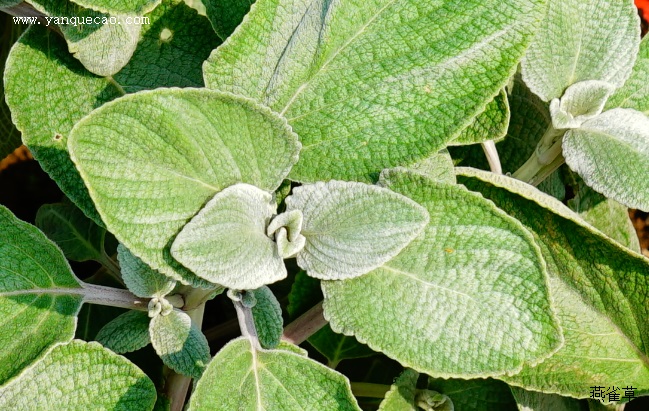 银冠香茶菜