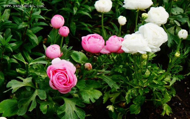 花谷花毛茛 花谷花毛茛
