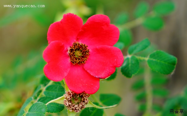 RosamoyesiiGeranium蔷薇