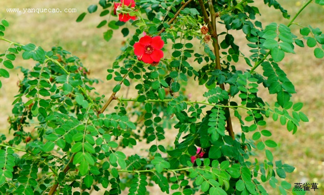 RosamoyesiiGeranium蔷薇