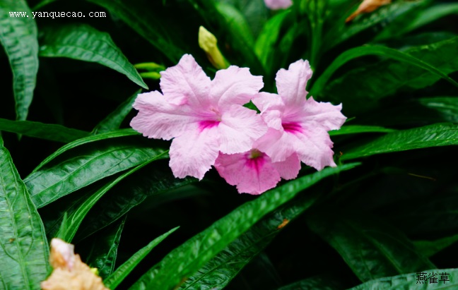 芦莉草 芦莉草