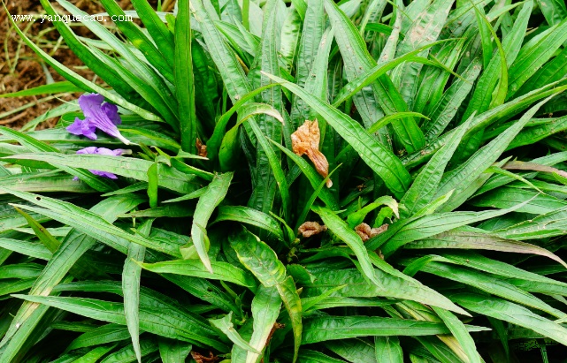 芦莉草 芦莉草