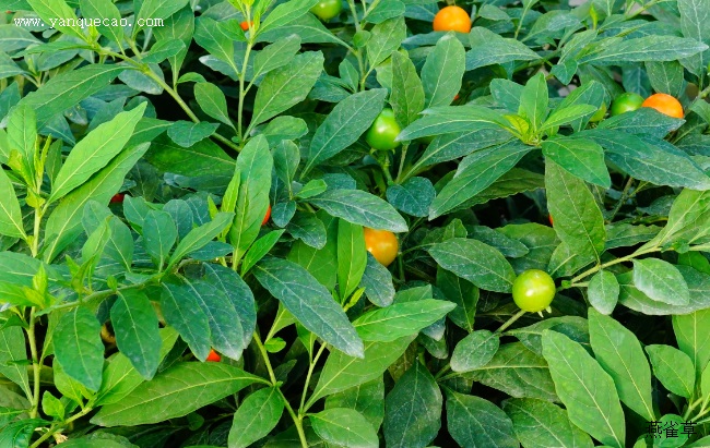 珊瑚豆 珊瑚豆
