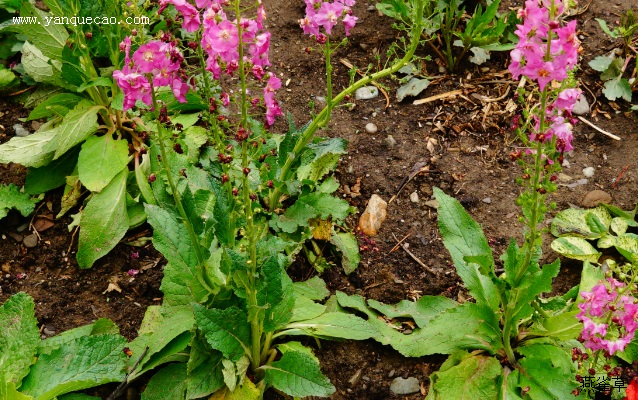 罗塞塔紫毛蕊花