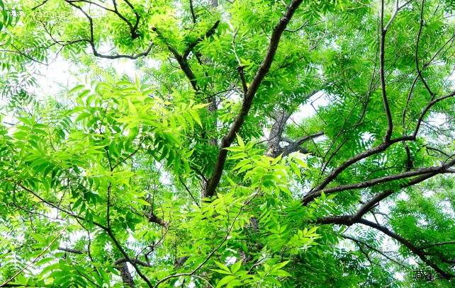 美国山核桃