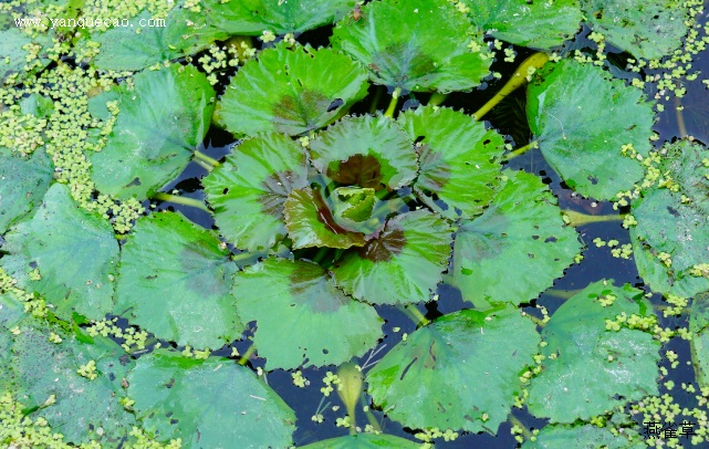 野菱 野菱