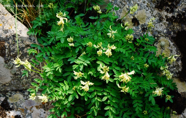 短花梗黄耆 短花梗黄耆