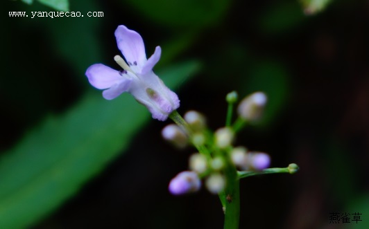 紫花碎米荠 紫花碎米荠