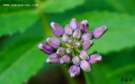 紫花碎米荠 紫花碎米荠