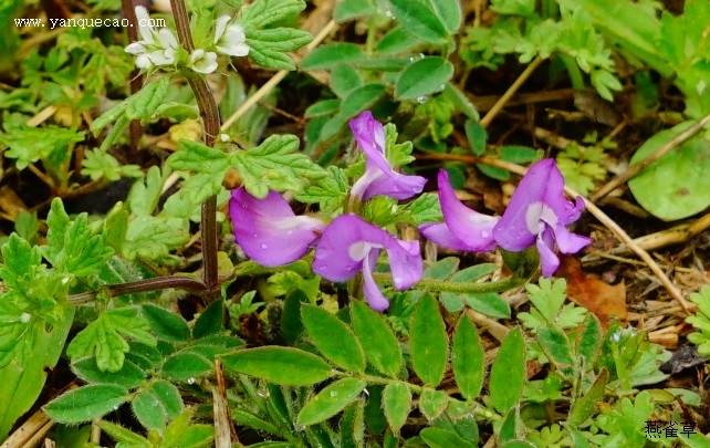 米口袋 米口袋
