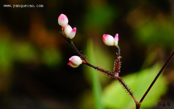 稀花蓼