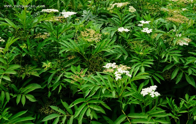 血满草 血满草