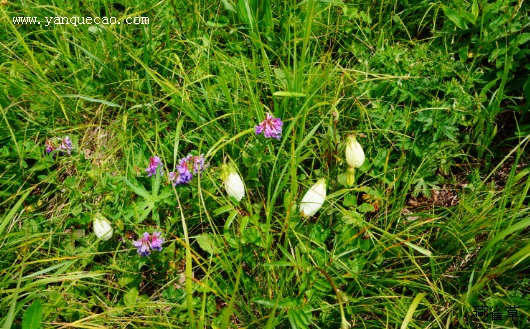 紫斑风铃草