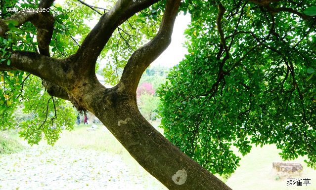 竹节树
