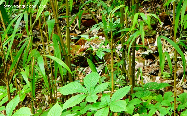 武夷山方竹