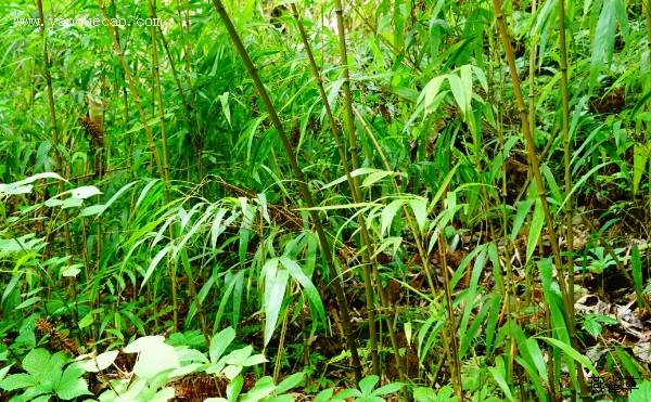 武夷山方竹