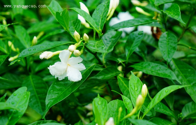狗牙花 狗牙花