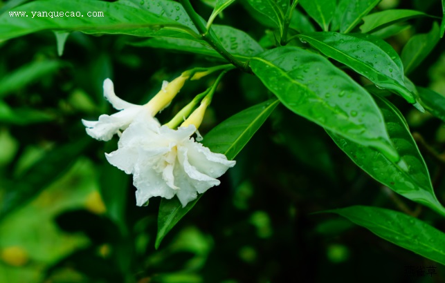 狗牙花 狗牙花