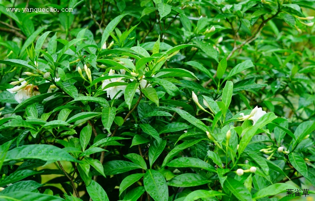 狗牙花 狗牙花