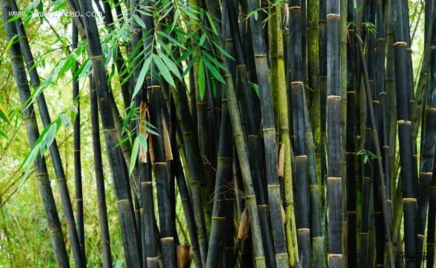 紫杆巨竹