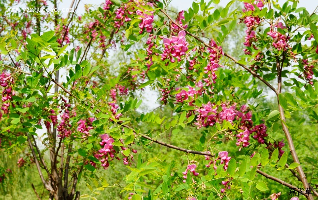 红花刺槐