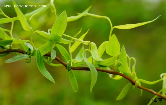 生长习性龙爪柳为落叶灌木或乔木,小枝绿色或绿褐色,不规则扭曲;叶