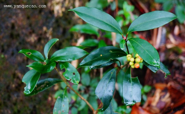 茵芋