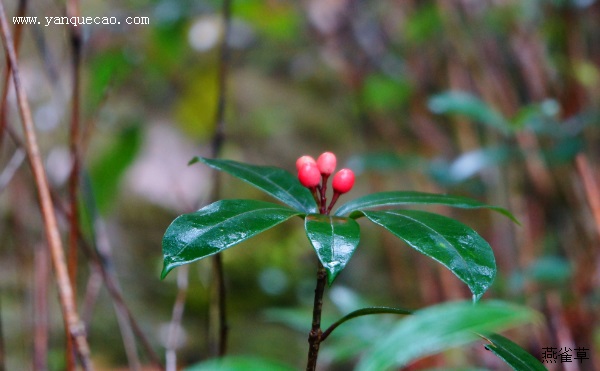 茵芋