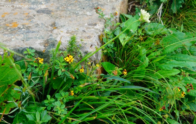 黄花葱