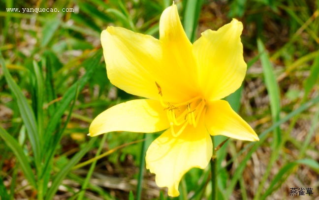 北黄花菜 北黄花菜
