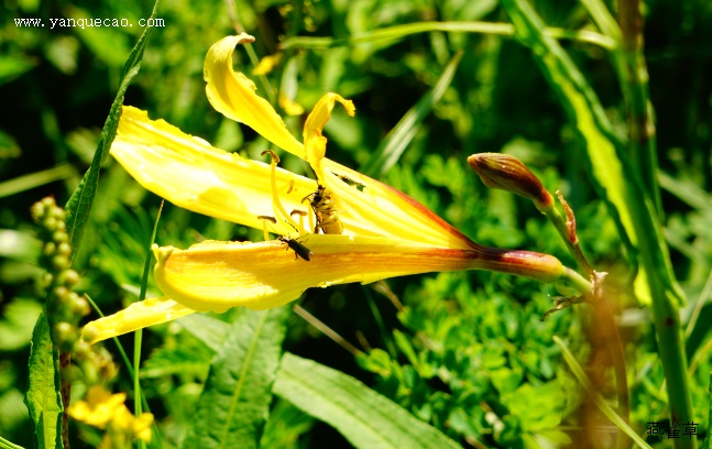 北黄花菜 北黄花菜