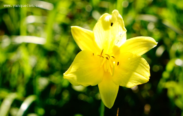 北黄花菜 北黄花菜