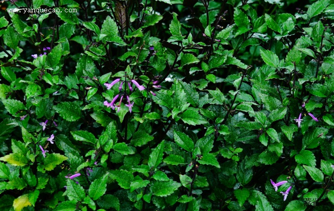 莫纳紫香茶菜