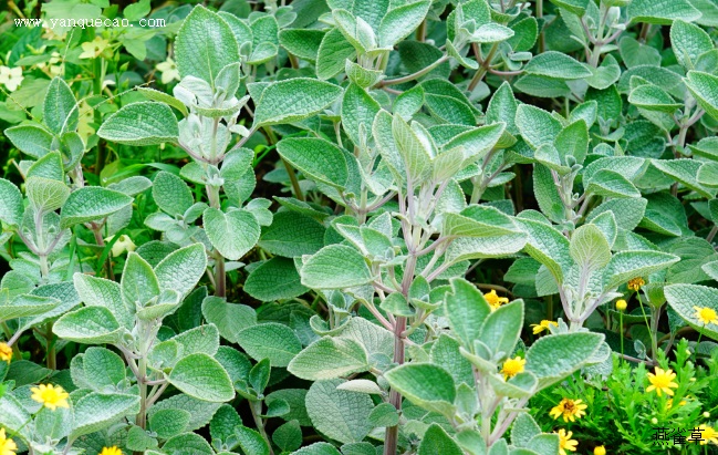 银冠香茶菜