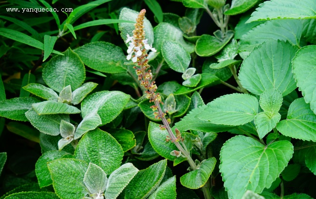 银冠香茶菜
