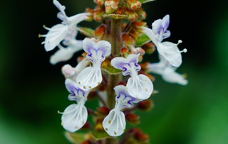银冠香茶菜