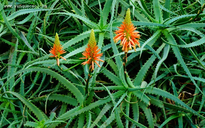 木立芦荟