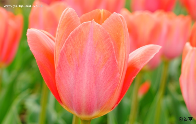 橙色范伊克郁金香,英文学名 tulipa'orange van eijk.