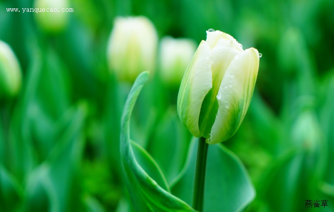 春绿郁金香,英文学名 tulipa "spring green".