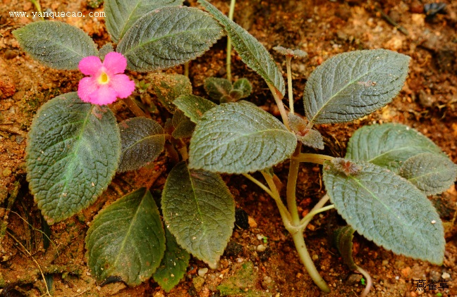 喜荫花