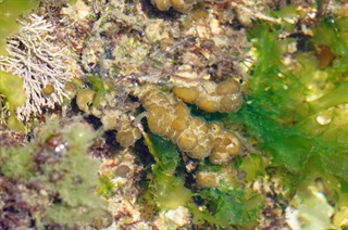 囊藻