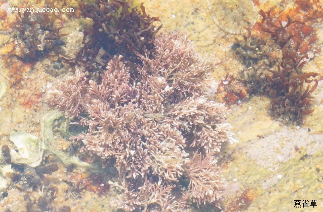 珊瑚藻