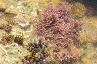 珊瑚藻